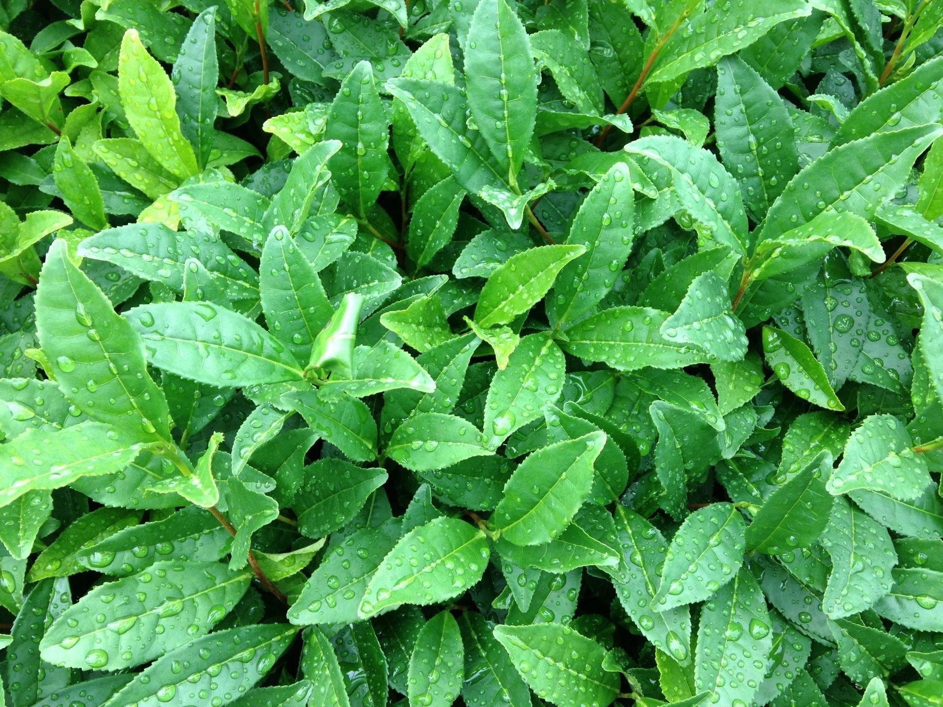 Rigorous Quality & Safety